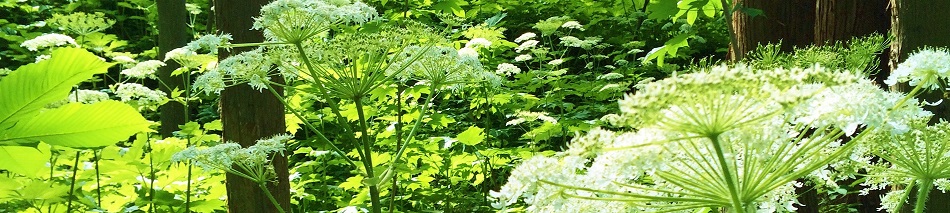 札幌ぶらぶらダイアリー